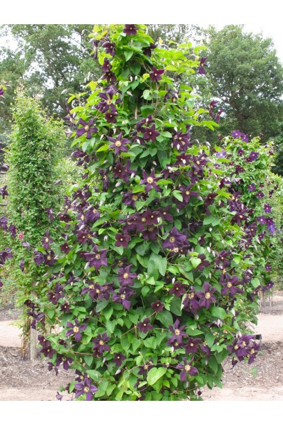 Клематис Романтика у ланшафті